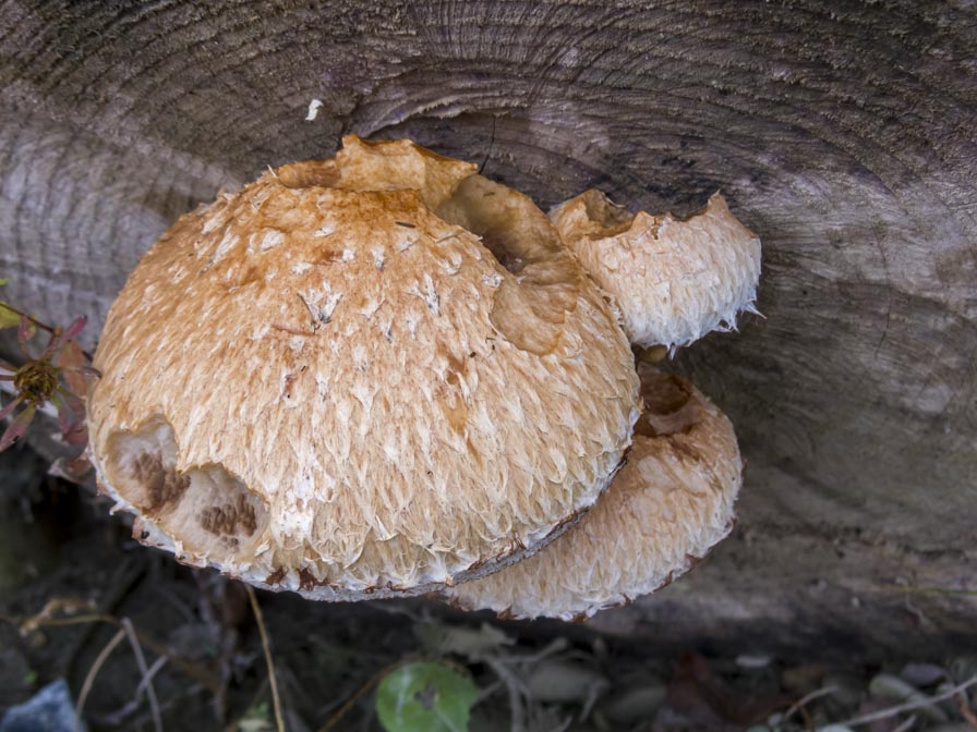 Funghi su legno